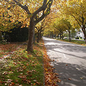 Trees along street